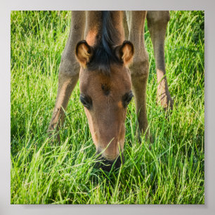 Cute Foal Baby Horses Poster