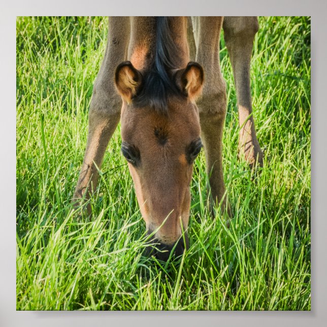 Cute Foal Baby Horses Poster (Front)