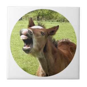 CUTE FOAL CERAMIC TILE
