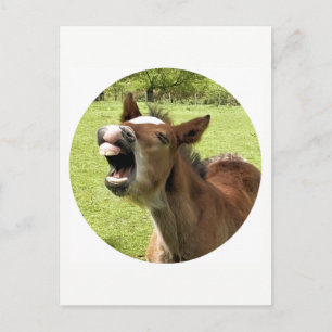 CUTE FOAL POSTCARD