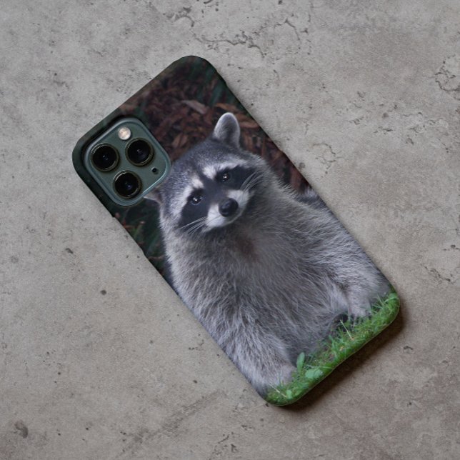 Cute Forest Racoon Photo (In Situ)
