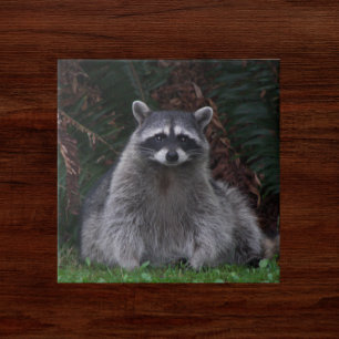 Cute Forest Racoon Wildlife Photo Ceramic Tile