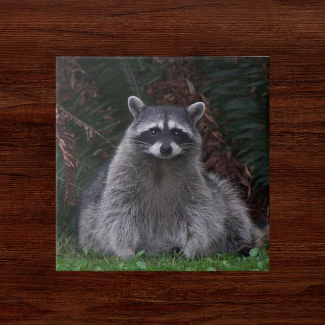 Cute Forest Racoon Wildlife Photo Ceramic Tile (In Situ)