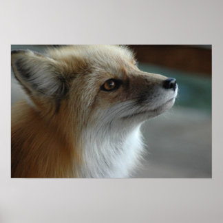 Cute Fox Face Poster