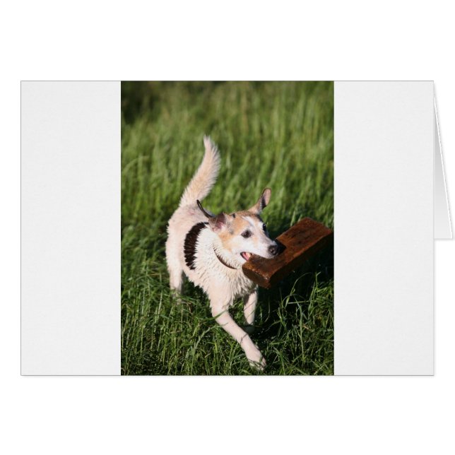 Cute fox terrier fetching block of wood (Front Horizontal)