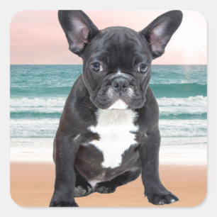 Cute French Bulldog Beach Sun Water Square Sticker