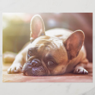 Cute French Bulldog Face, Lying Down