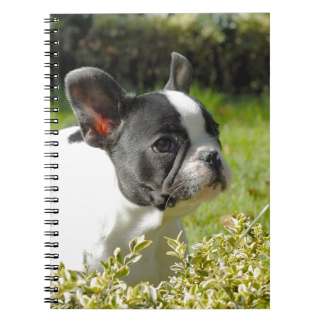 Cute French bulldog on grass Notebook (Front)