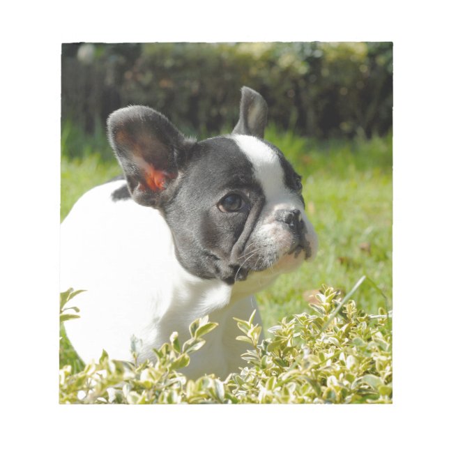Cute French bulldog on grass Notepad (Front)
