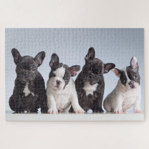 Cute French Bulldog Puppies Jigsaw Puzzle