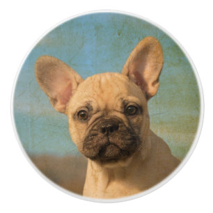 Cute French Bulldog puppy, portrait vintage Ceramic Knob