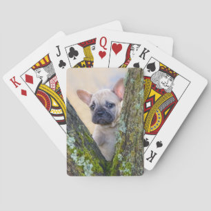 Cute French Bulldog Puppy Posing in a Branch Fork Playing Cards