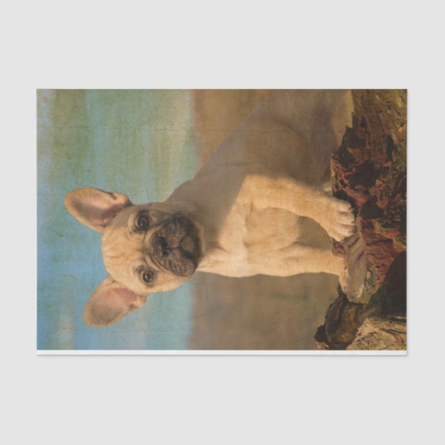 Cute French Bulldog puppy, vintage Tissue Paper (Front)