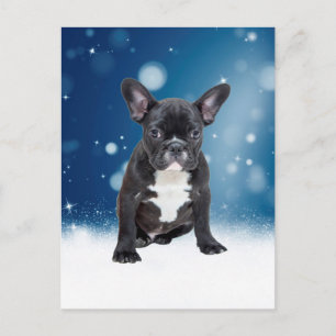 Cute French Bulldog Snow Stars Blue Christmas Holiday Postcard