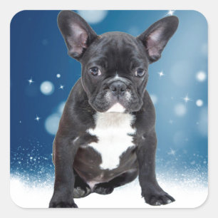 Cute French Bulldog Snow Stars Blue Christmas Square Sticker