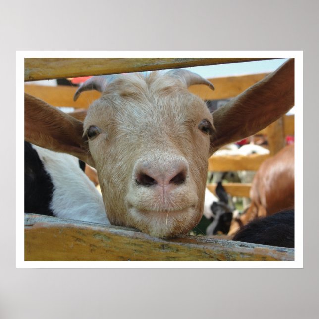 Cute Friendly Goat Poster (Front)