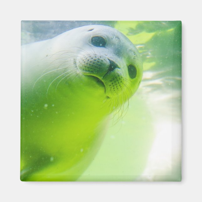 Cute Friendly Seal Underwater Magnet (Front)