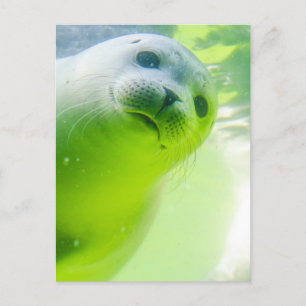 Cute Friendly Seal Underwater Postcard