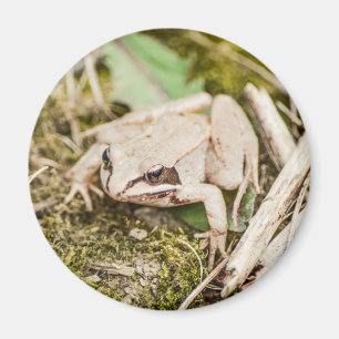 Cute Frog Nature Woodland Animals Magnet
