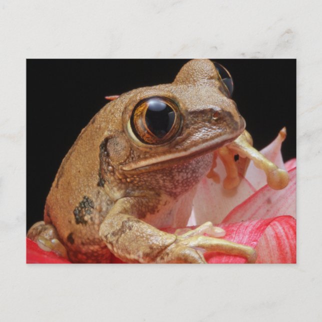 Cute Frog On Flower Postcard (Front)