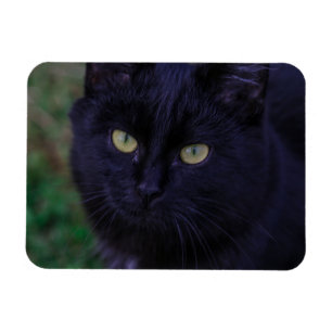 Cute Funky Black Cat Kitten Yellow Eyes Magnet