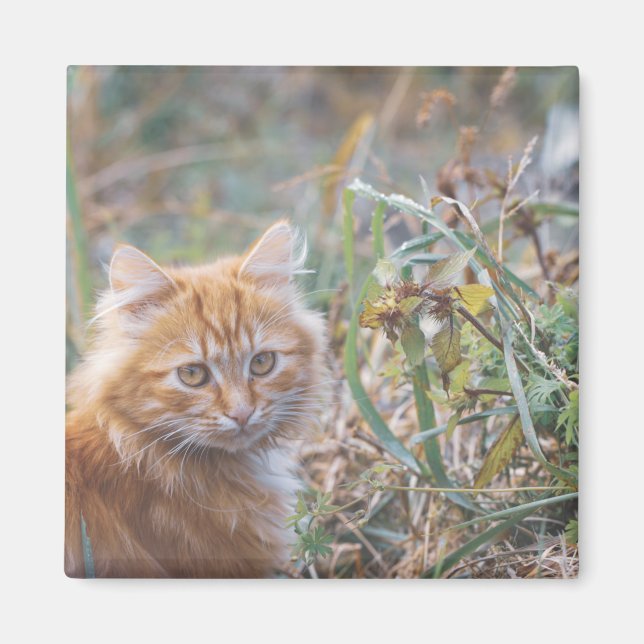 Cute Funky Ginger Cat Kitten Face Magnet (Front)