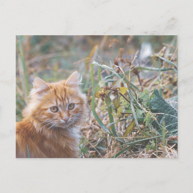 Cute Funky Ginger Cat Kitten Face Postcard (Front)