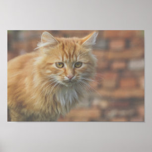 Cute Funky Ginger Cat Kitten Face Poster