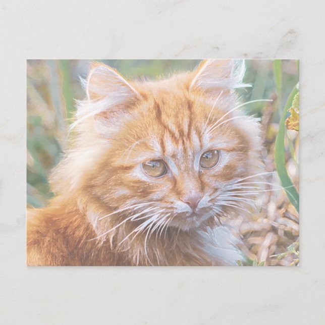 Cute Funky Ginger Cat Kitten Painting Postcard (Front)