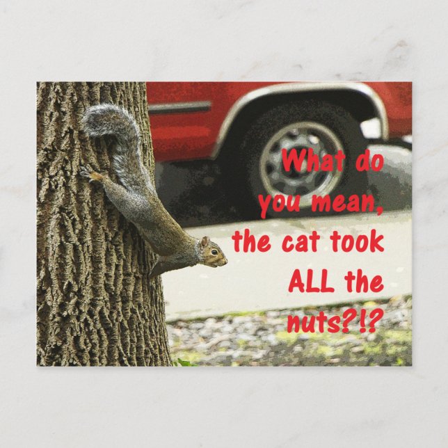 Cute Funny Animal Squirrel Joke Postcard (Front)