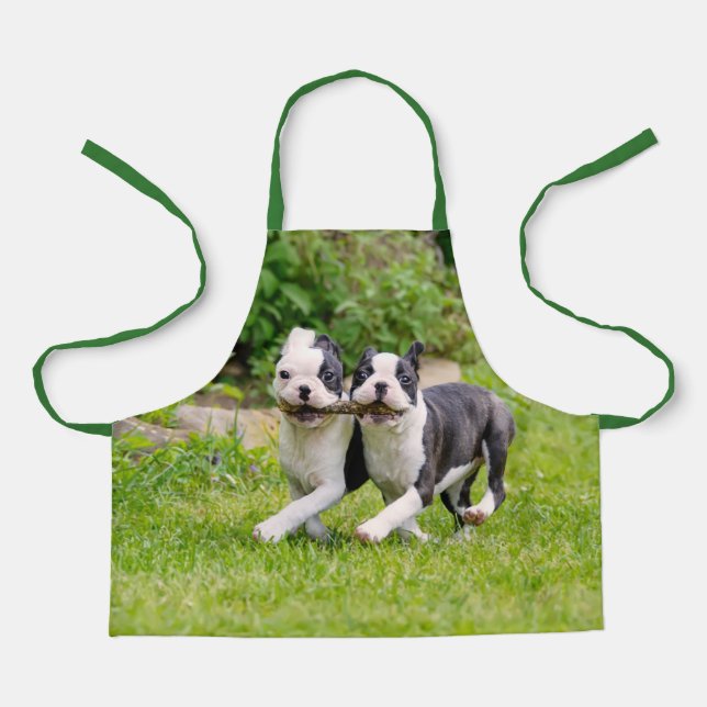 Cute funny Boston Terrier dogs puppies playing - Apron (Front)