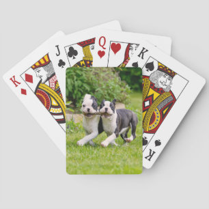 Cute funny Boston Terrier dogs puppies playing - Cards