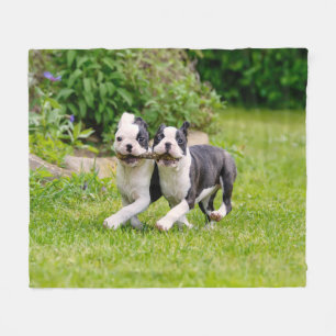 Cute funny Boston Terrier dogs puppies playing - Fleece Blanket