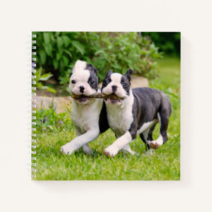 Cute funny Boston Terrier dogs puppies playing - Notebook