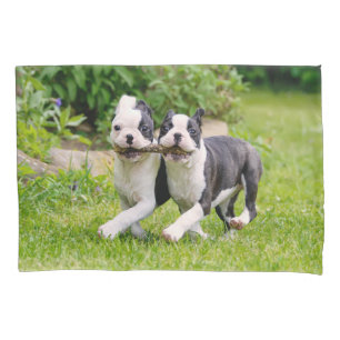 Cute funny Boston Terrier dogs puppies playing - Pillowcase