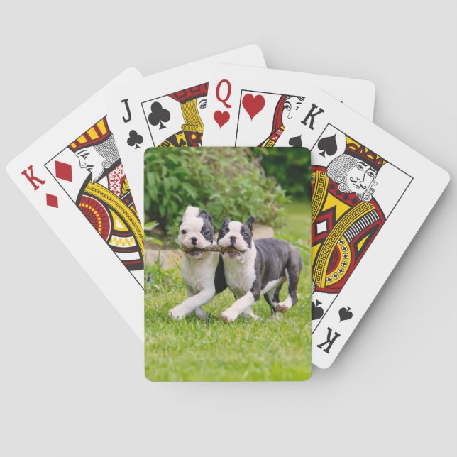 Cute funny Boston Terrier dogs puppies playing - Playing Cards (Back)