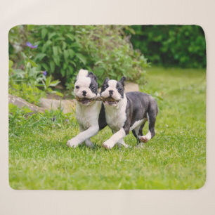 Cute funny Boston Terrier dogs puppies playing - Sherpa Blanket