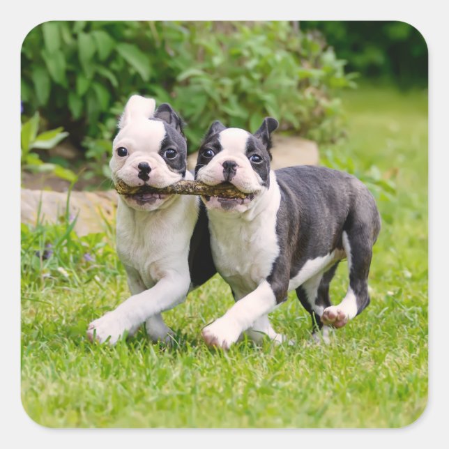 Cute funny Boston Terrier dogs puppies playing - Square Sticker (Front)