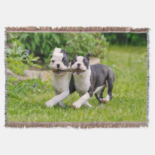 Cute funny Boston Terrier dogs puppies playing - Throw Blanket