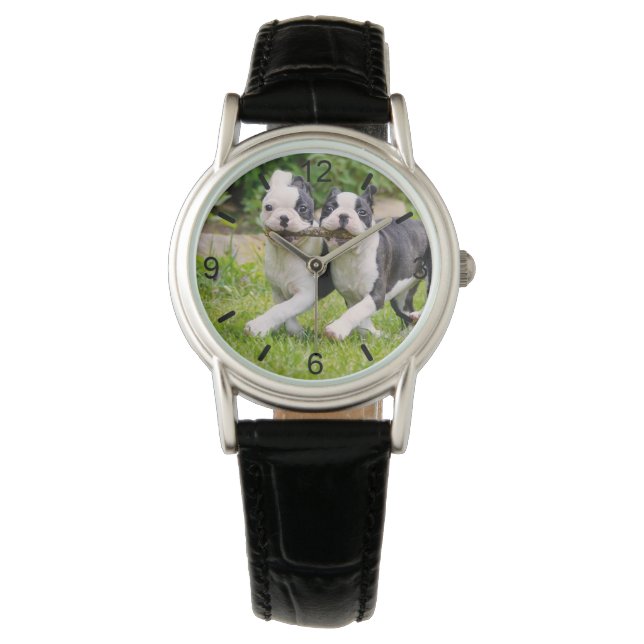 Cute funny Boston Terrier dogs puppies playing - W Watch (Front)