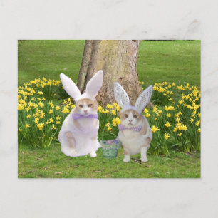 Cute, Funny Bunny Cats Postcard