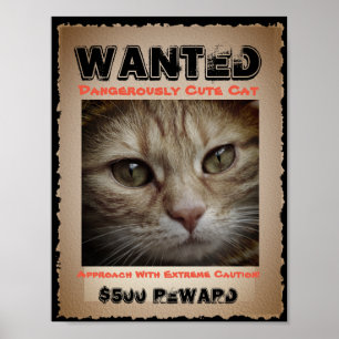 Cute Funny Cat Wanted Picture Poster