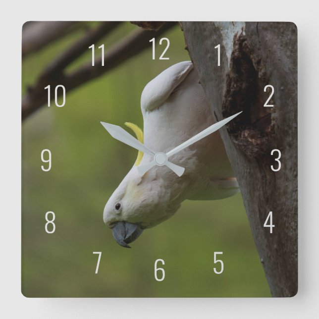 Cute Funny Cockatoo Bird Parrot Upside Down Square Wall Clock (Front)