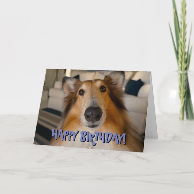 Cute funny collie birthday card (Front)