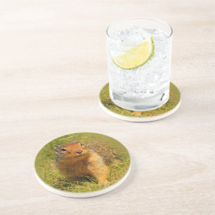 Cute Funny Curious Columbian Ground Squirrel Coaster