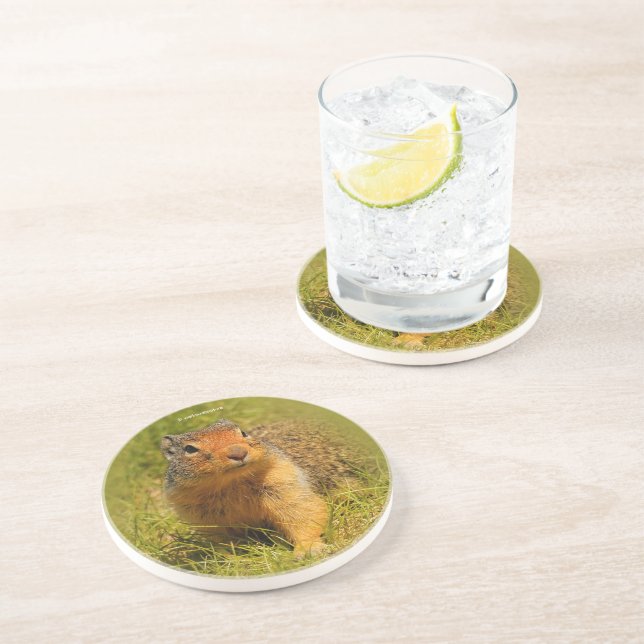 Cute Funny Curious Columbian Ground Squirrel Coaster (Side)