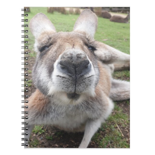 Cute Funny Face Kangaroo Educational Animal Photo Notebook (Front)