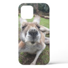 Cute Funny Face Kangaroo Kawaii Animal Photo