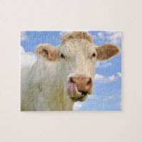 Cute Funny Farm Charolais Cow Licking Nose
