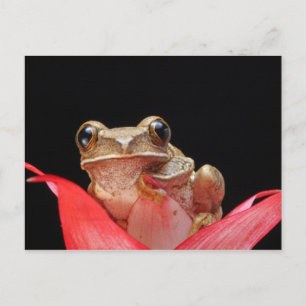 Cute, Funny Frog Holding Onto Lily - Postcard